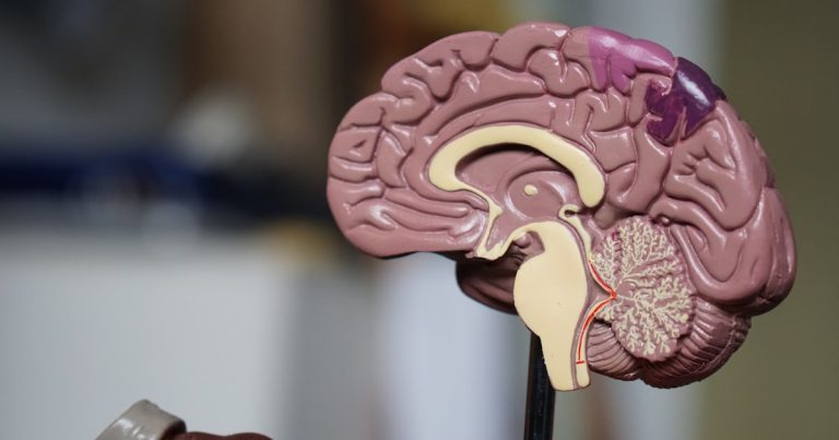 Probiotiques et syndrome de l&rsquo;intestin irritable : quelles souches choisir en 2026 ?