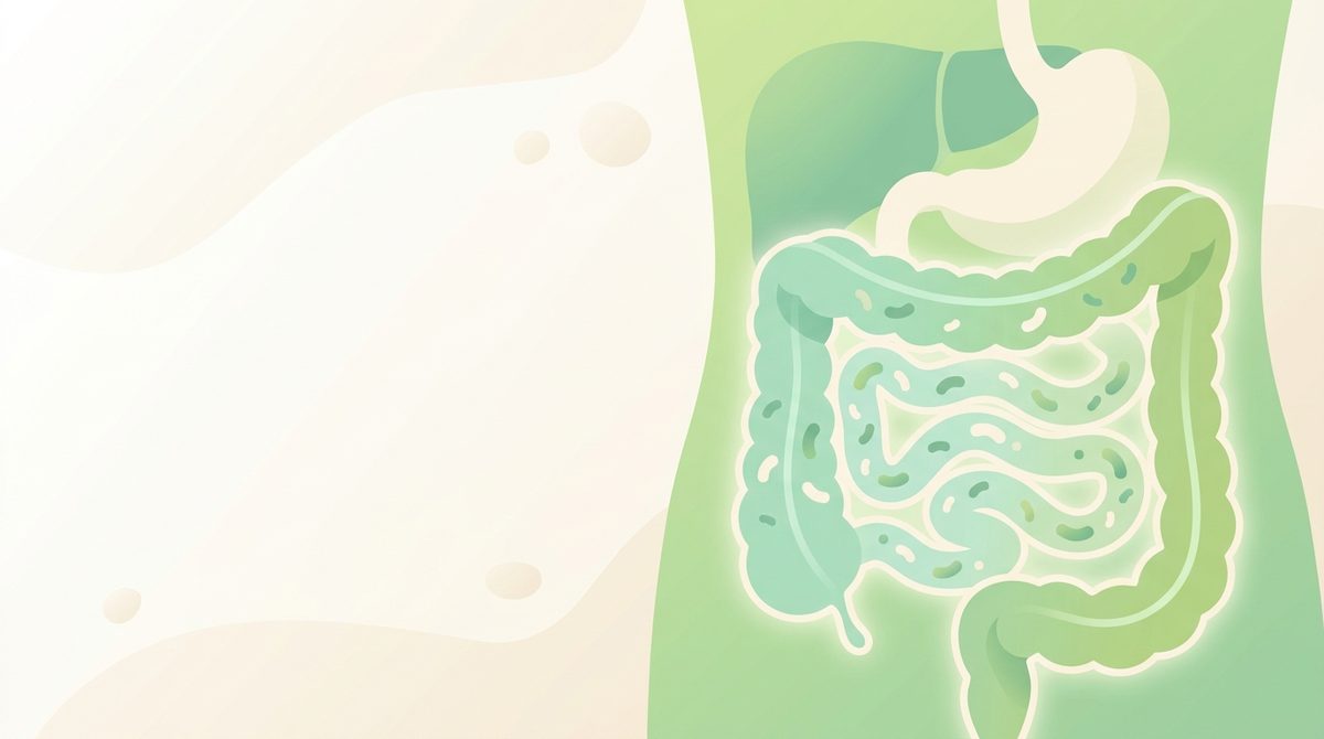 SIBO : symptômes, causes, test et traitement naturel
